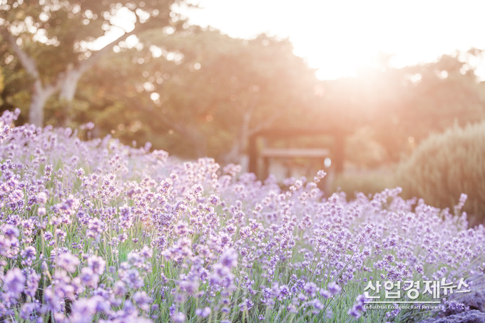 제주 허브동산에서 라벤더 축제가 개최된다.