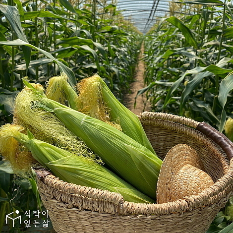 초당옥수수 이미지 컷...식탁이있는 삶 제공