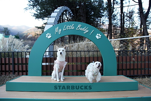 출처 : 스타벅스